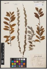 Salix aurita L. x Salix repens L.